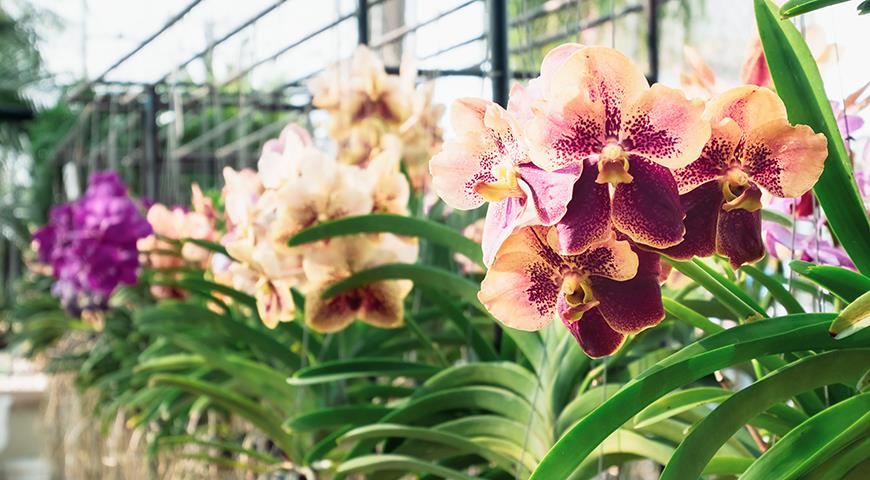 Прекрасная и капризная орхидея ванда