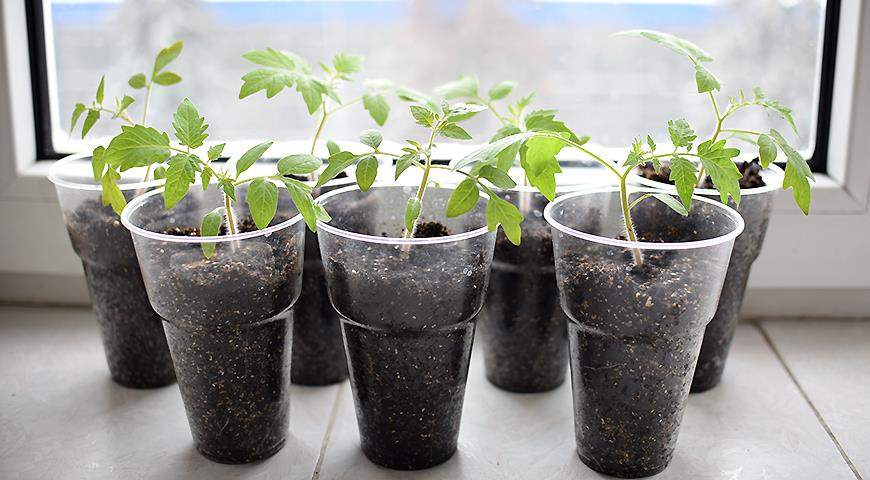 Выращивание рассады помидор в домашних условиях