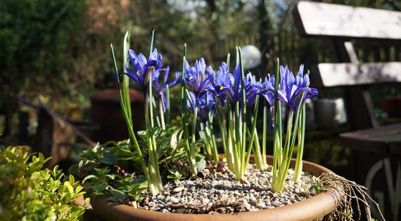 С чем сажать луковичные?