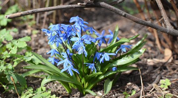 сцилла, пролеска, весеннецветущие растения, мелколуковичные растения, 