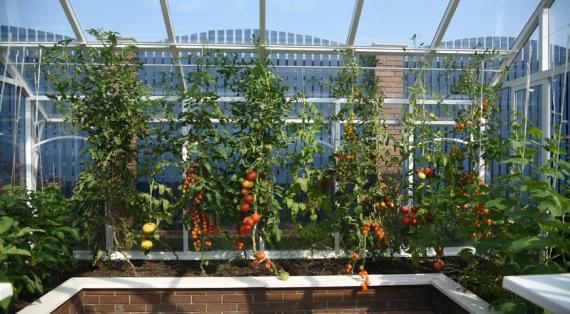 Овощи и зелень в теплице, особенности летнего ухода