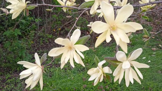 Последние весенние вебинары РФК