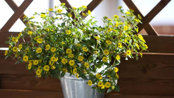 Санвиталия - желтые мини-подсолнухи для кашпо, рокариев и для посадки по краю цветников