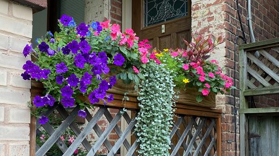 Дихондра - серебряные нити для комнатного выращивания и для цветочных кашпо