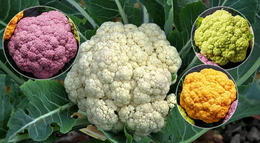 Почему цветную капусту называют цветной: интересные факты о капусте исекреты ее выращивания