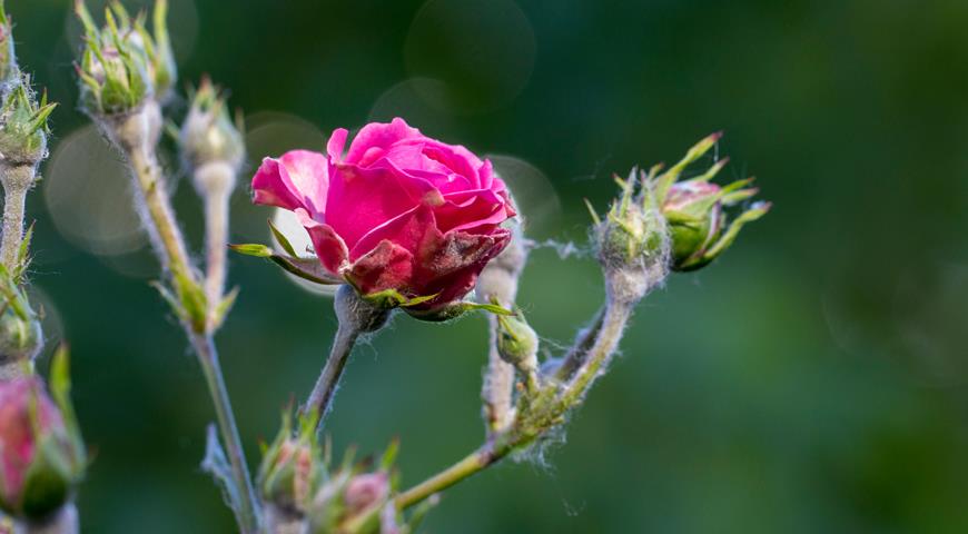 мучнистая роса на розе
