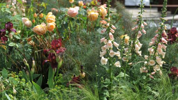 Наперстянка пурпурная и другие виды и сорта