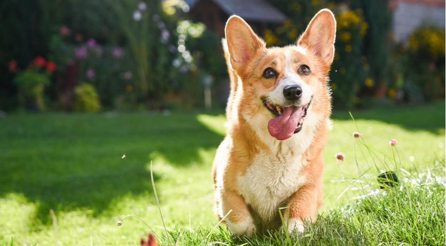 корги, Pembroke Welsh Corgi