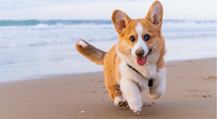 корги, Pembroke Welsh Corgi, породы собак