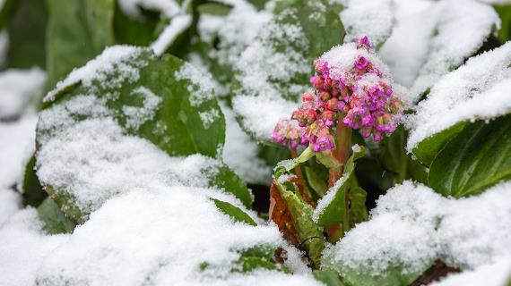 Полезные свойства корней и листьев бадана
