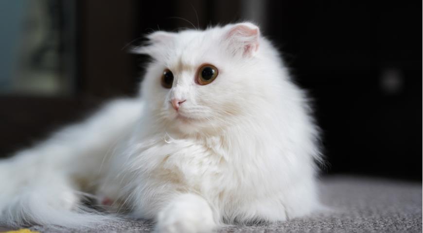 Наполеон, манчкин, породы кошек