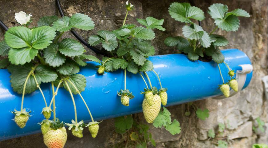 Как правильно выращивать клубнику в трубах ПВХ