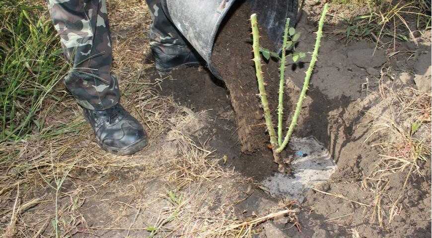 удобрение роз, органические удобрения