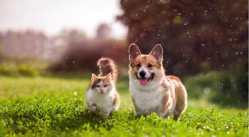 кошка и собака, корги