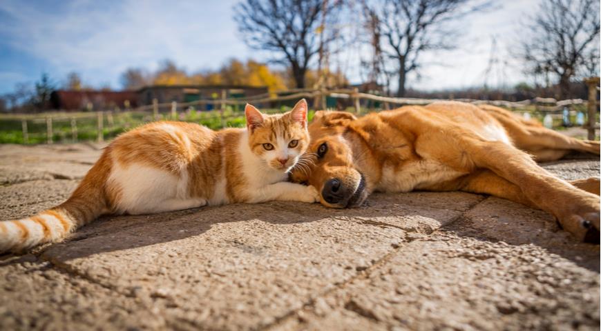 кошка и собака