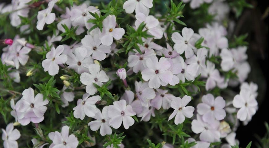 Флокс Дугласа  (Phlox douglasii) Rosea 