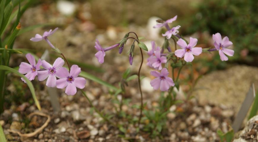 флокс Ругелли, phlox Rugelii