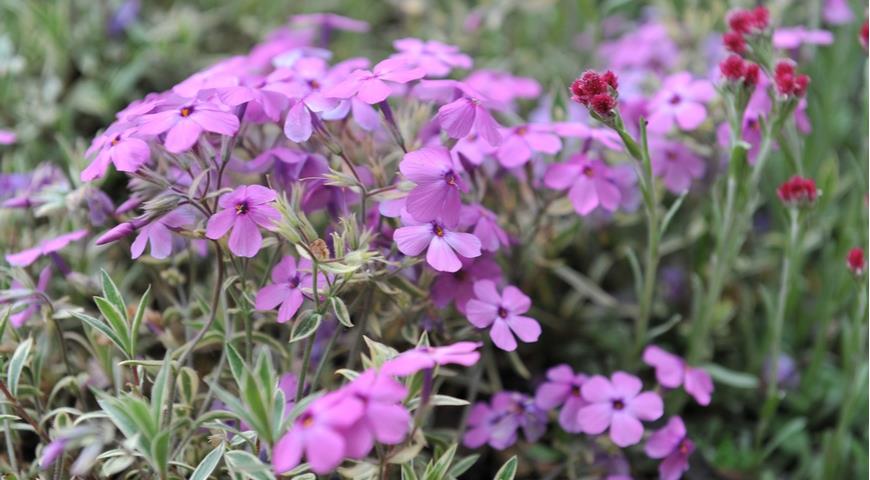 Флокс прижатый Variegata и кошачья лапка двудомная (Antennaria dioica) Rubra в мае