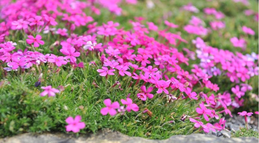 Флокс Дугласа  (Phlox douglasii) Crackerjack