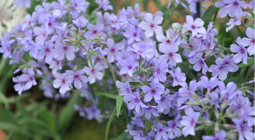 Флокс растопыренный (Phlox divaricata subsp. laphami) Chattahoochee