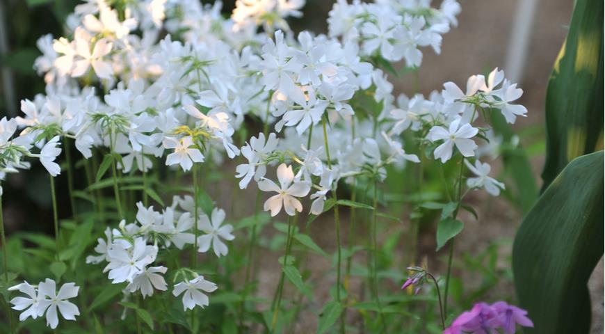 Флокс растопыренный, Phlox divaricata, Fuller's White