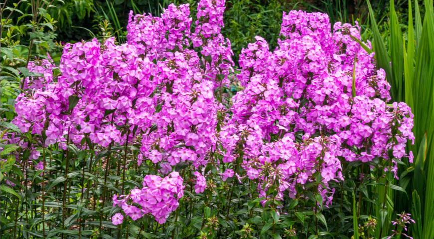 Флокс каролинский, Phlox carolina Magnificence