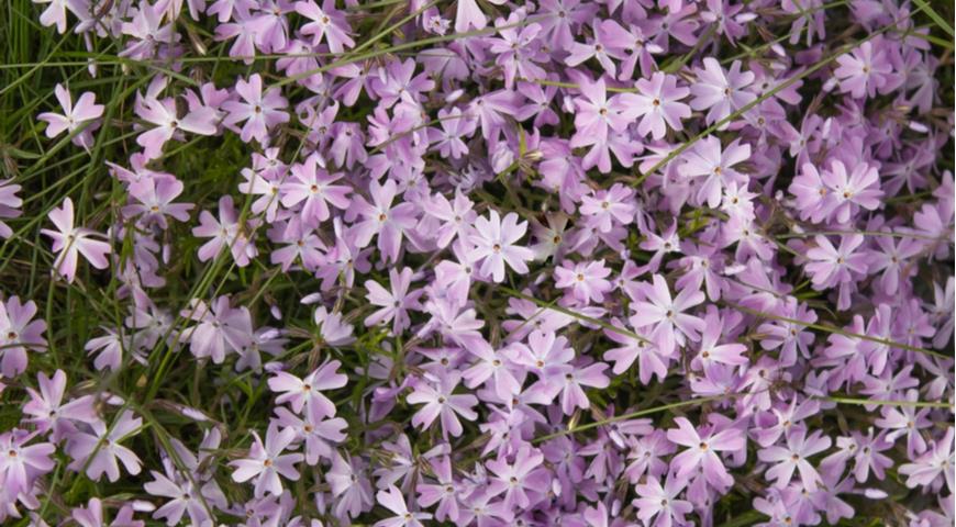 Флокс прижатый, Phlox procumbens