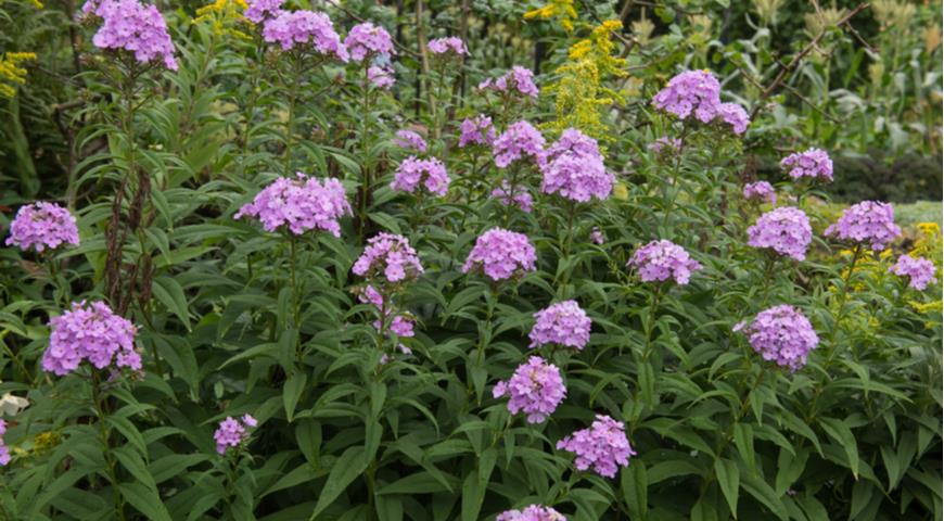 Phlox x arendsii Hesperis