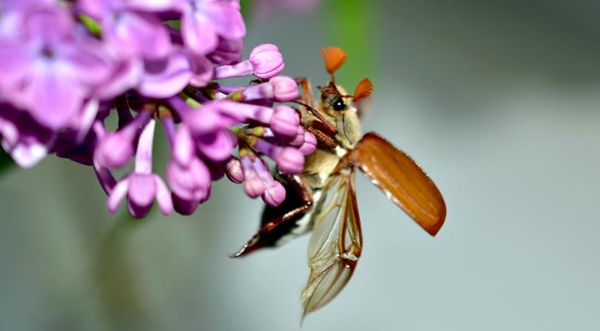 Чем опасен майский жук: красота и вред