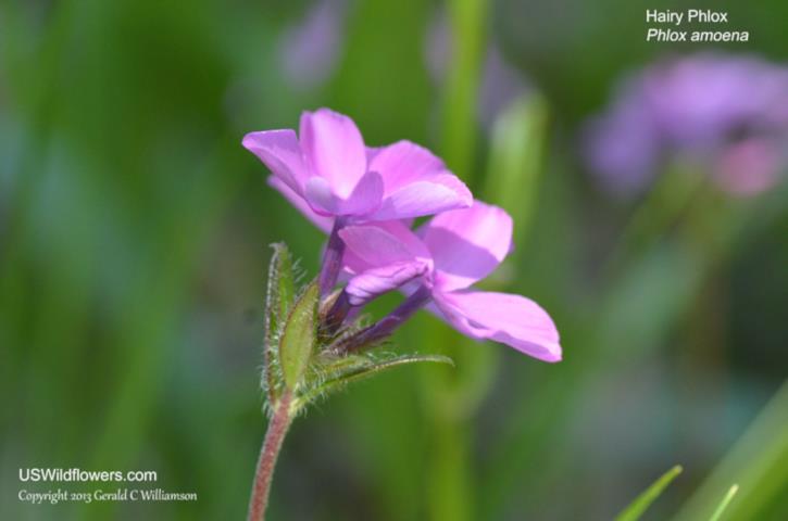 флокс прелестный, phlox amoena