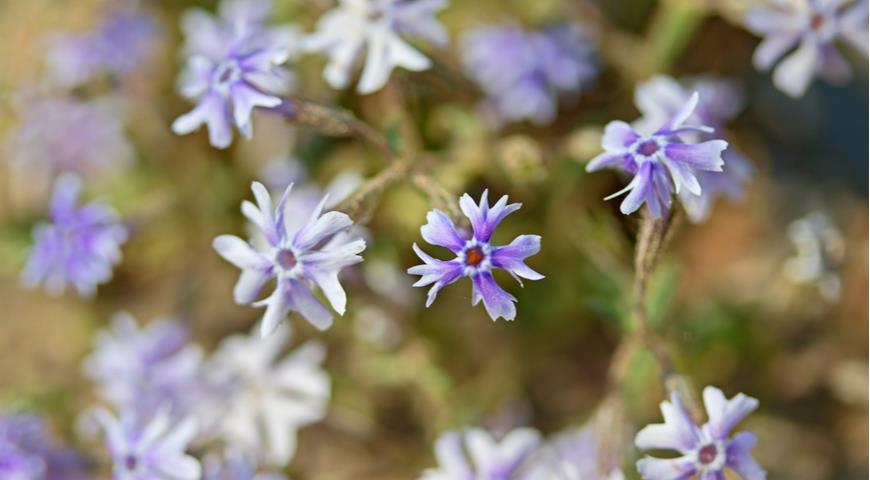 флокс раздвоенный, phlox bifida