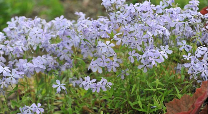 Флокс растопыренный (Phlox divaricata subsp. laphami) Clouds of Perfume