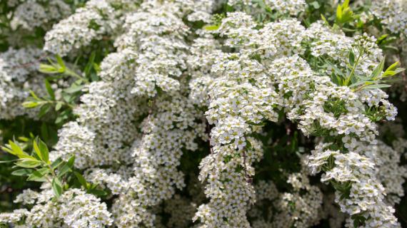 Спирея: виды и сорта