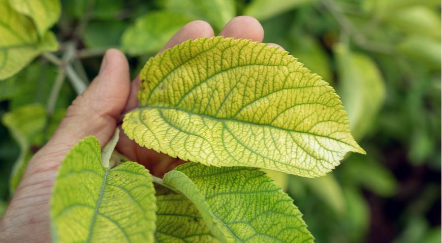 хлороз листьев гортензии, дефицит магния