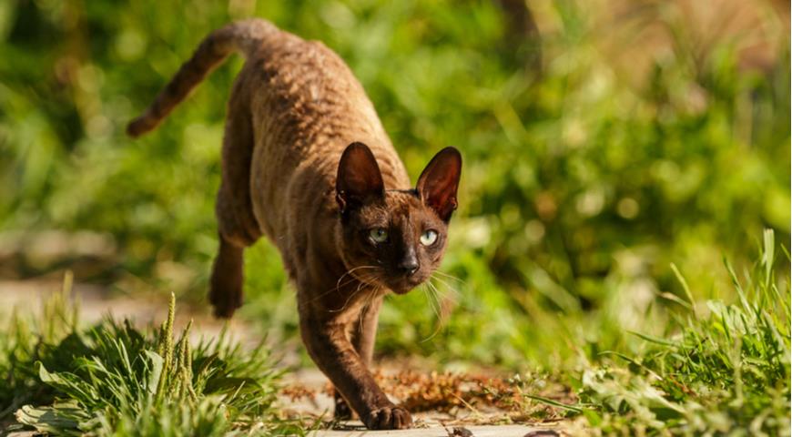 кошка породы корниш-рекс, гипоаллергенные кошки