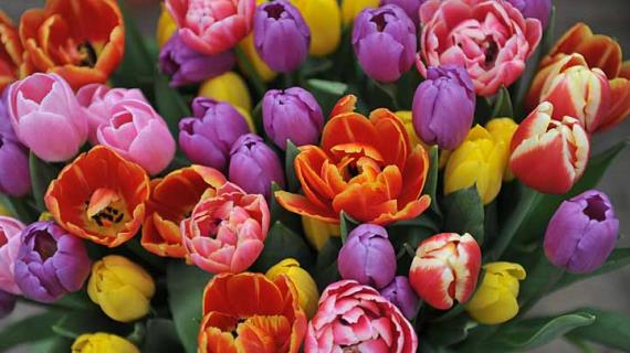 11 новых невероятно красивых сортов тюльпанов