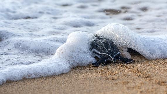 23 мая - Всемирный день черепахи