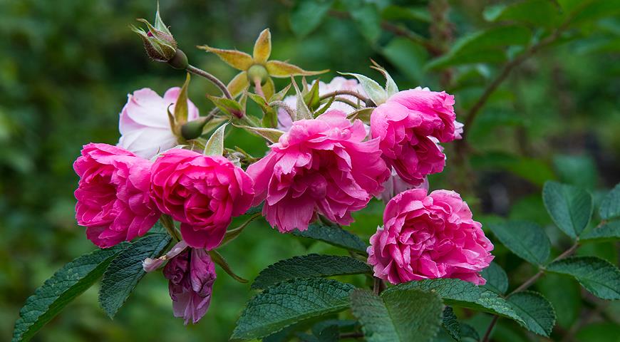 Шиповник морщинистый, или роза ругоза: какие сорта роз выбрать для посадки в сад