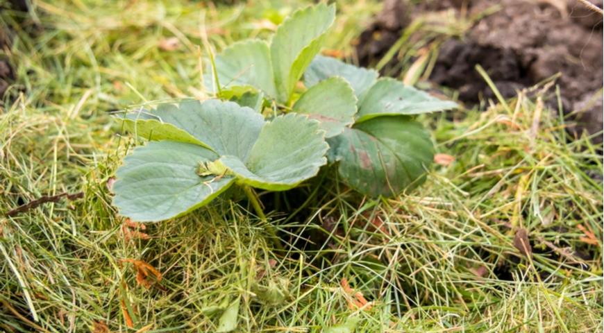 мульчирование садовой земляники скошенной травой