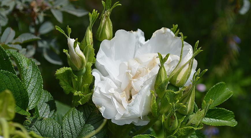 Шиповник морщинистый, или роза ругоза: какие сорта роз выбрать для посадкив сад