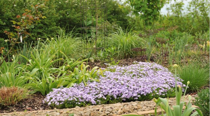 флокс шиловидный, (Phlox subulata) Emerald Cushion Blue