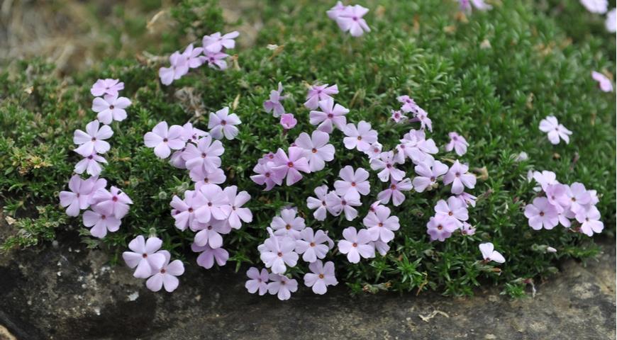 Флокс Дугласа (Phlox douglasii) Rosea