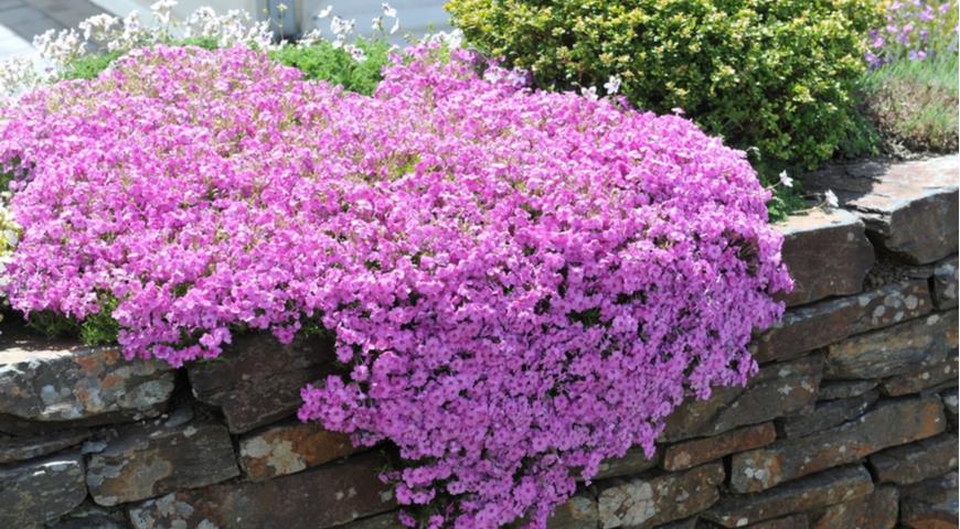 Флокс шиловидный (Phlox subulata) Holly