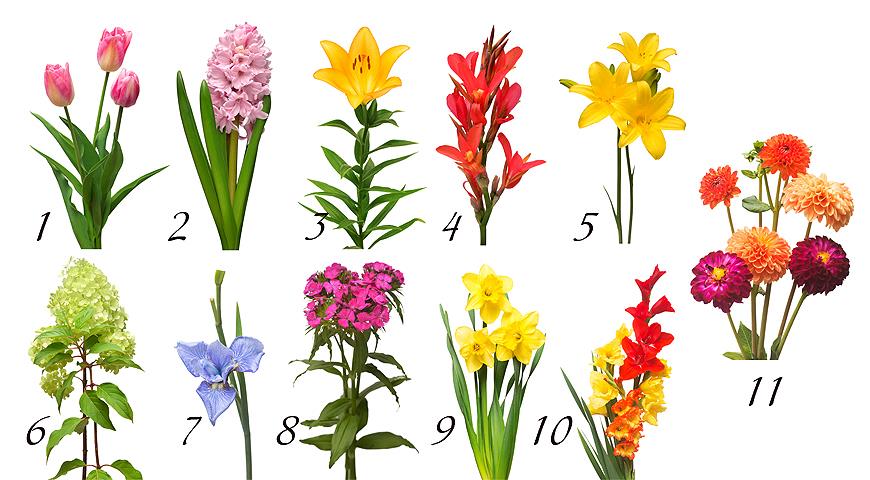 Получите свое предсказание на лето по цветку. Тест