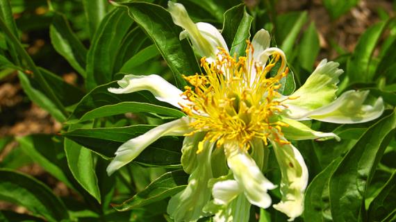 Самые необычные кактусовидные сорта пионов