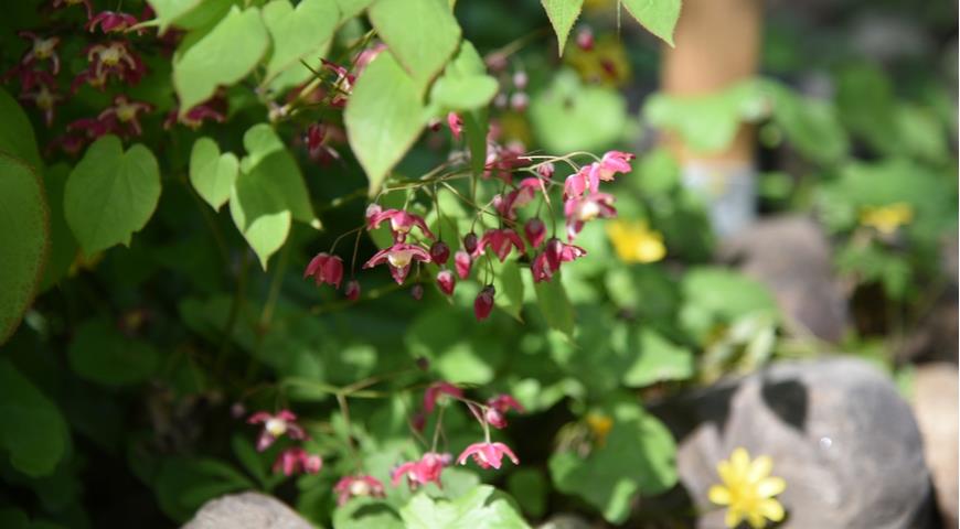 Горянка красная (E. x rubrum) 