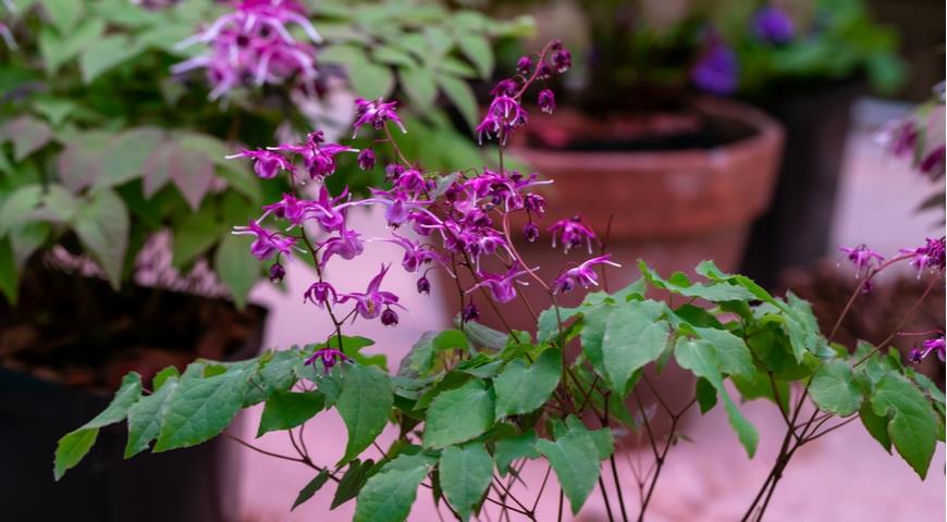 Г. крупноцветковая (E. grandiflorum) Fukujuji