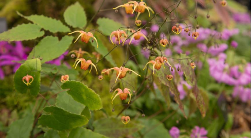 Г. заостренная (E. acuminatum) Amber Queen