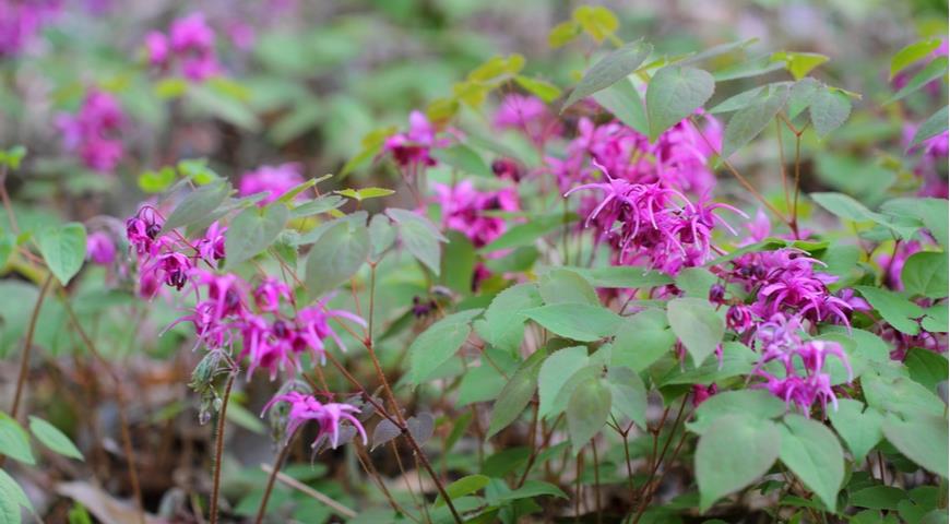 горянка крупноцветковая, Epimedium grandiflorum var. thunbergianum