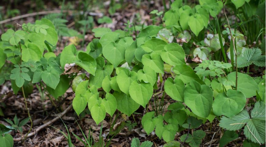 горянка альпийская (Epimedium alpinum)